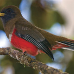 Trogons are arboreal birds with compact bodies, short necks, short stout bills and short legs.