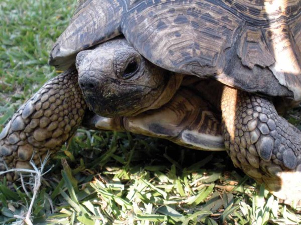pet tortoise