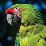 Military macaw (Ara militaris), Macaw Mountain Bird Park & Nature Reserve, Copán, Honduras (Nicholas Hellmuth)