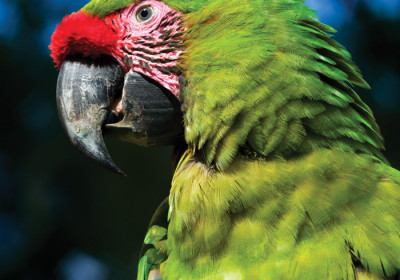 Military macaw (Ara militaris), Macaw Mountain Bird Park & Nature Reserve, Copán, Honduras (Nicholas Hellmuth)