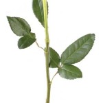 Long rose stem
