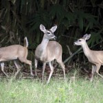 White-tailed deer at AutoSafari Chapín (photo: Nicholas M. Hellmuth)