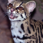 A skillful climber, the margay prefers the rainforests