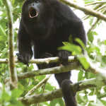 An adult howler monkey giving a shout out