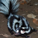 A beautifully striped skunk searches for dinner