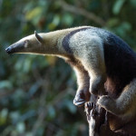 The tamandua is a nocturnal, arboreal anteater