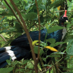 Oreophasis derbianus—the Horned Guan!