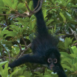 Spider monkey at Los Tarrales