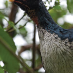 The rare horned guan at Los Tarrales