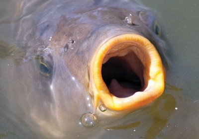 Creepy Carp Haunt the Lake