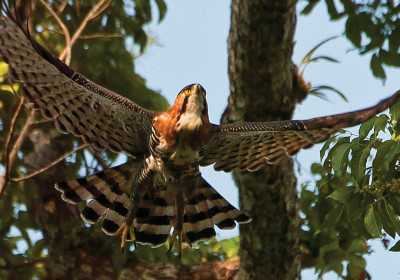 The ornate hawk-eagle, the most beautiful eagle on Earth