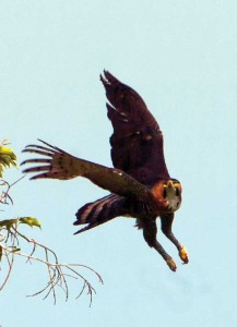 The ornate hawk-eagle, the most beautiful eagle on Earth