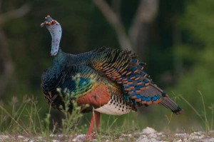 Incredible coloring of the wild turkey