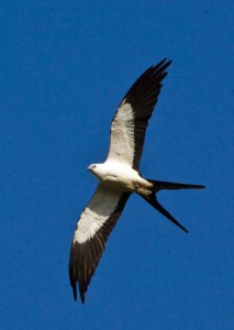 Swallow-tailed kite rides the thermals
