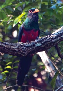 Slaty-tailed trogon at rest