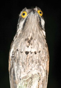 The rare pootoo bird uses “tree branch camouflage”