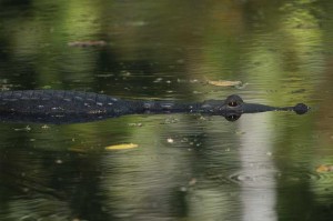 A crocodile scouts the river surface