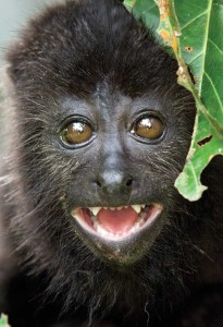 A curious, and extremely cute, baby howler monkey