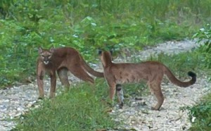 Here kitty: two mountain lions lounging on the path