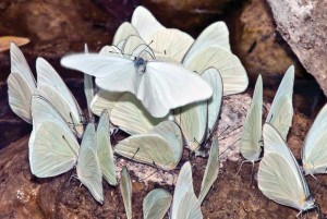 Who brought the nectar? Butterfly mixer.