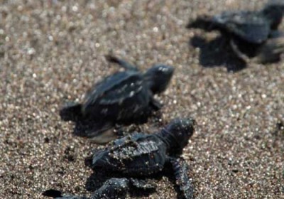 Hatchling Trek (photo: Jordan Banks)