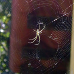 World wide web of the Orb Weaver —Jennifer Rowe