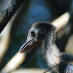 Baby bird (Lake Atitlán) —Anamaría Ruata