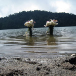 Flowers leave traces of a Mayan ritual