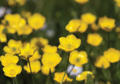 Buttercups are ranunculus