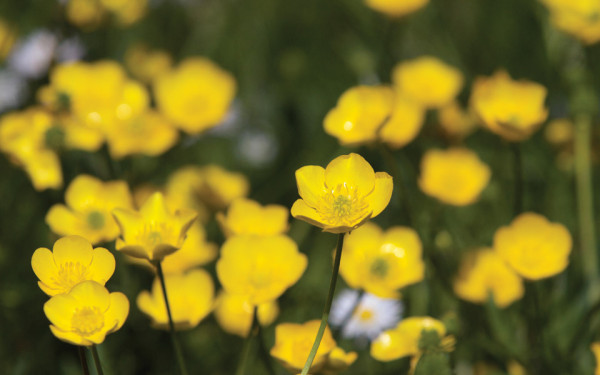 Buttercups are ranunculus