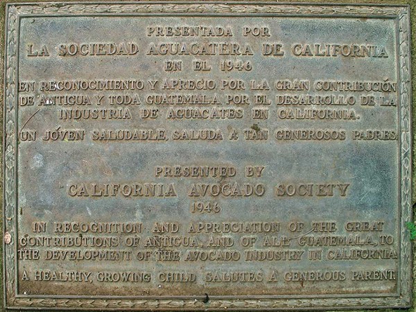 Californians and Guatemalans share love of the smooth, creamy fruit, brought north from La Antigua Guatemala to the Pasadena area by Wilson Poponoe over a century ago.