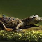 Croc and dragonfly (photo by Thor Janson)