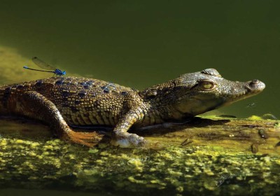 Croc and dragonfly (photo by Thor Janson)