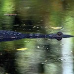 Cruising crocodile, Yaxhá Lagoon (photo by Thor Janson)