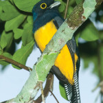 A violaceous trogon at Yaxhá (photo by Thor Janson)