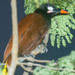 One of the oropendola birds ready to party at sunset on the Yaxhá Lagoon. (photo by Thor Janson)