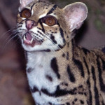 Margay, resident of the Yaxhá Lagoon. (photo by Thor Janson)