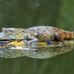 Young crocodile suns himself at Yaxhá Lagoon. (photo by Thor Janson)