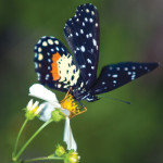 Butterfly, resident of the Yaxhá Lagoon. (photo by Thor Janson)