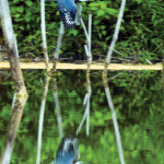 Local resident of the Yaxhá Lagoon. (photo by Thor Janson)