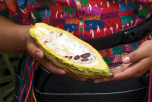 Cacao pod (photo by Thor Janson)