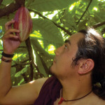 Cacao pod ready for harvesting (photo by Thor Janson)