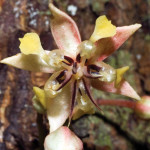 Cacao flower in bloom (photo by Thor Janson)