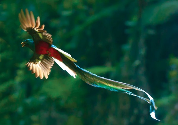 The most spectacular bird of the Western Hemisphere. —Roger Tory Petersen (pre-eminent ornithologist) The most spectacular bird of the Western Hemisphere. —Roger Tory Petersen (pre-eminent ornithologist)