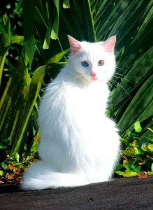 Posición/Position: Mención honorífica / Honorable mention Tema/theme: Mascotas guatemaltecas / Guatemalan pets Título/title: La Gata Tsuki / Tsuki the cat Lugar/place: Escuintla  Autor/author: Sergio Molina