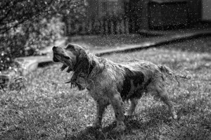 Posición/Position: 1er lugar / 1st place Premio: Cupón de Q250 para La Fonda de la Calle Real / Q250 coupon Tema/theme: Mascotas guatemaltecas / Guatemalan pets Título/title: Con agua / With water Lugar/place: Mixco, Guatemala Autor/author: Francesco Nadalini Web: 500px.com/fnadalini Posición/Position: 1er lugar / 1st place Premio: Cupón de Q250 para La Fonda de la Calle Real / Q250 coupon Tema/theme: Mascotas guatemaltecas / Guatemalan pets Título/title: Con agua / With water Lugar/place: Mixco, Guatemala Autor/author: Francesco Nadalini Web: 500px.com/fnadalini
