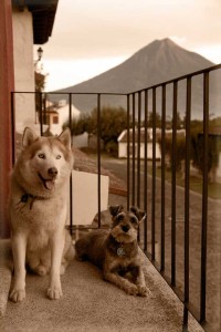 Posición/Position: Mención honorífica / Honorable mention Tema/theme: Mascotas guatemaltecas / Guatemalan pets Título/title: Hermanos inseparables   Lugar/place: Jocotenango, Sacatepéquez Autor/author: Aury Páxtor de Lemus Web: www.atempoproductions.com