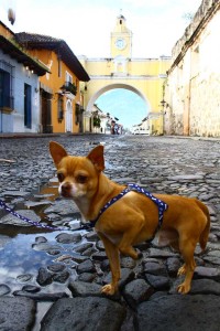 Posición/Position: 2do lugar / 2nd place Premio: 3 botellas de vino La Chamiza / 3 bottles of wine La Chamiza Tema/theme: Mascotas guatemaltecas / Guatemalan pets Título/title: El Turista / The tourist Lugar/place: Arco Santa Catarina, La Antigua Guatemala Autor/author: Andrea Michelle Contreras Alvarez