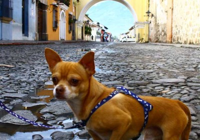 Posición/Position: 2do lugar / 2nd place Premio: 3 botellas de vino La Chamiza / 3 bottles of wine La Chamiza Tema/theme: Mascotas guatemaltecas / Guatemalan pets Título/title: El Turista / The tourist Lugar/place: Arco Santa Catarina, La Antigua Guatemala Autor/author: Andrea Michelle Contreras Alvarez