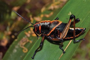 Grasshopper